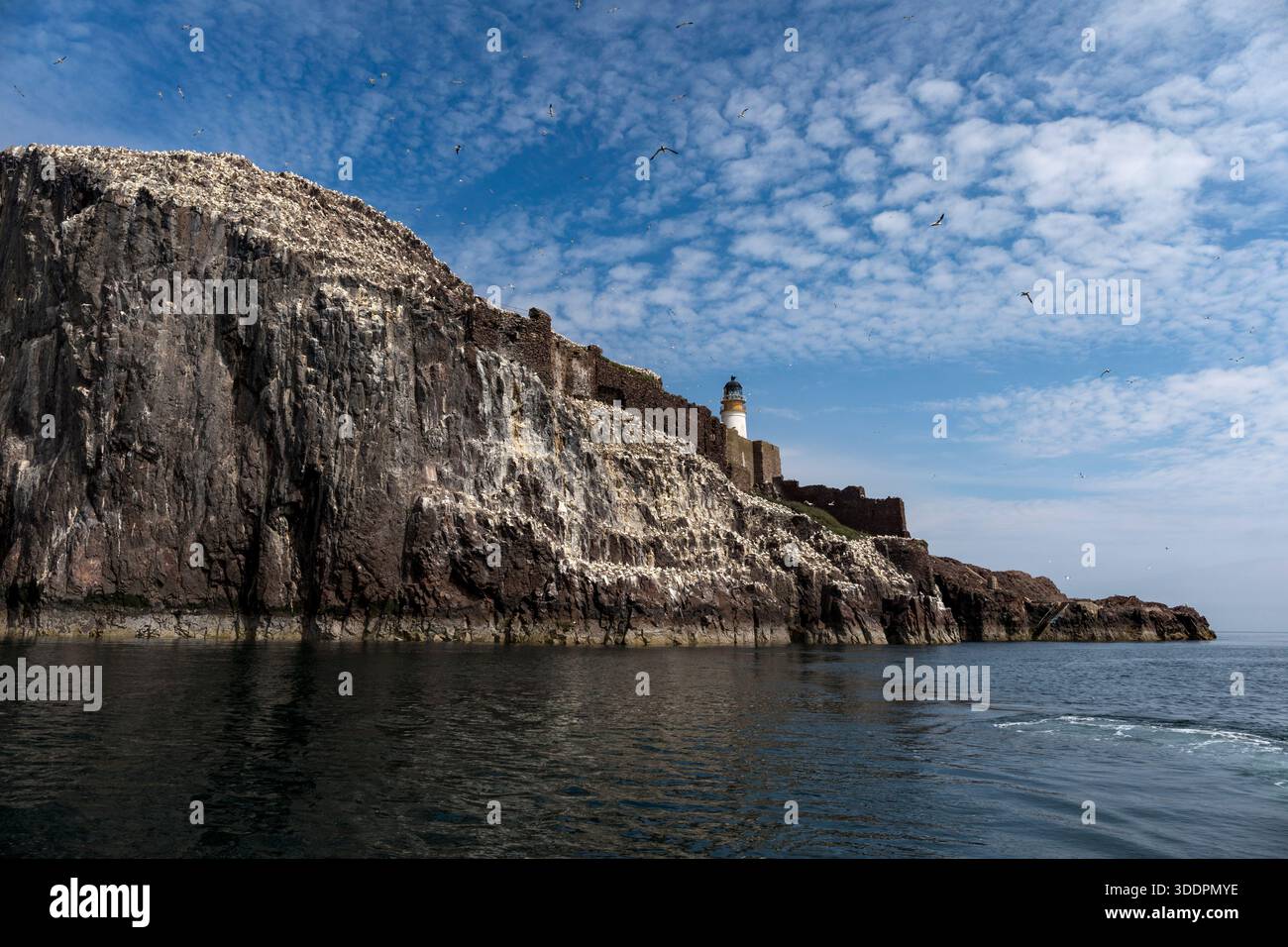 Bass Rock ; Gannets ; Écosse ; Royaume-Uni Banque D'Images