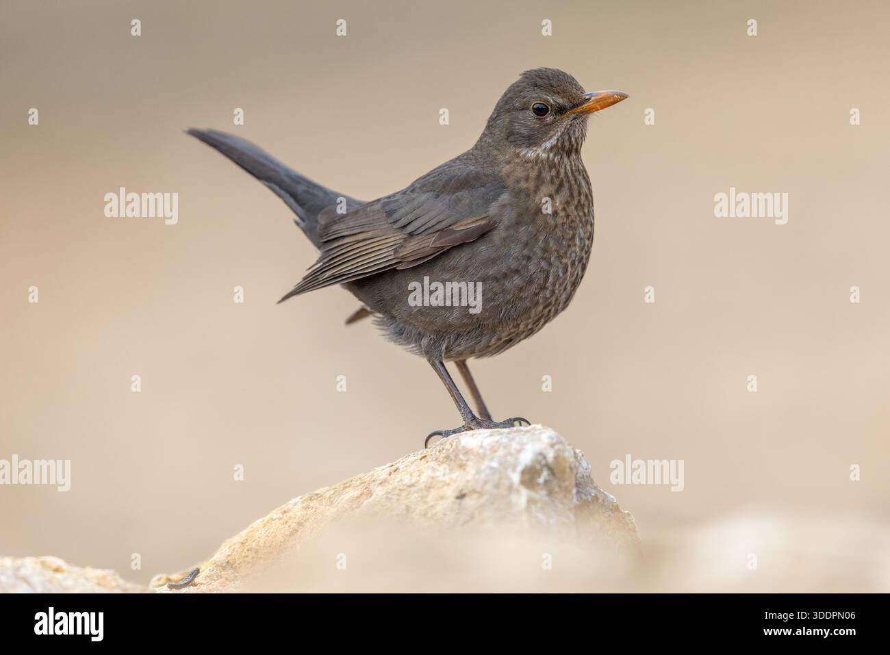 Blackbird ; Turdus merula ; femme ; Royaume-Uni Banque D'Images
