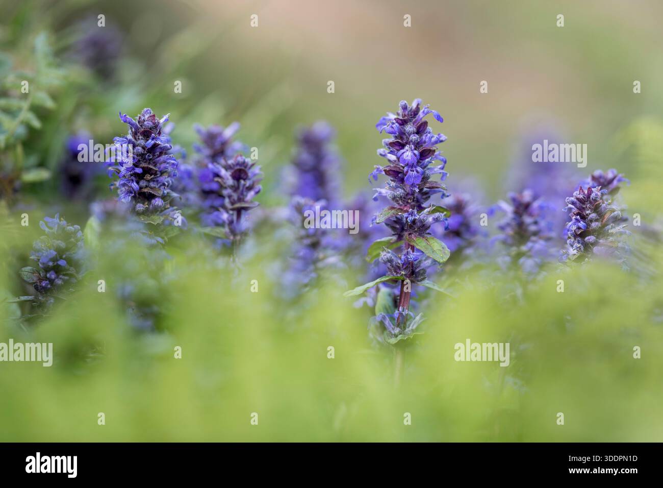 Bugle ; Ajuga reptans ; fleurs ; Royaume-Uni Banque D'Images