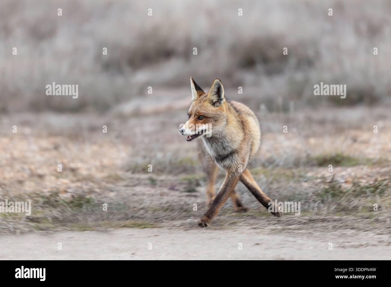 Fox ; Vulpes vulpes ; déménagement ; Royaume-Uni Banque D'Images
