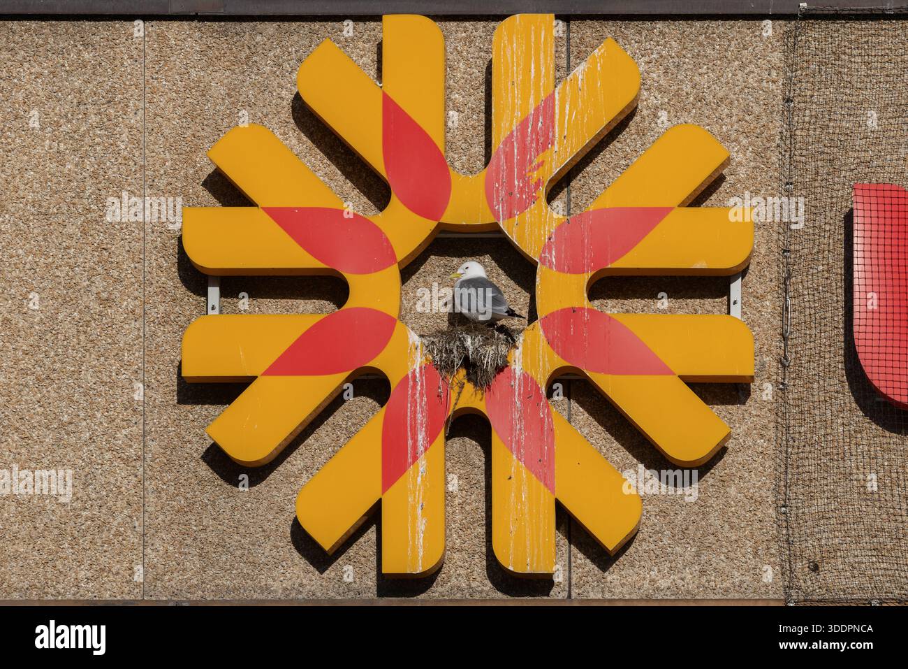 Kittiwake ; Rissa tridactyla ; imbrication sur le logo du bâtiment ; Norvège Banque D'Images