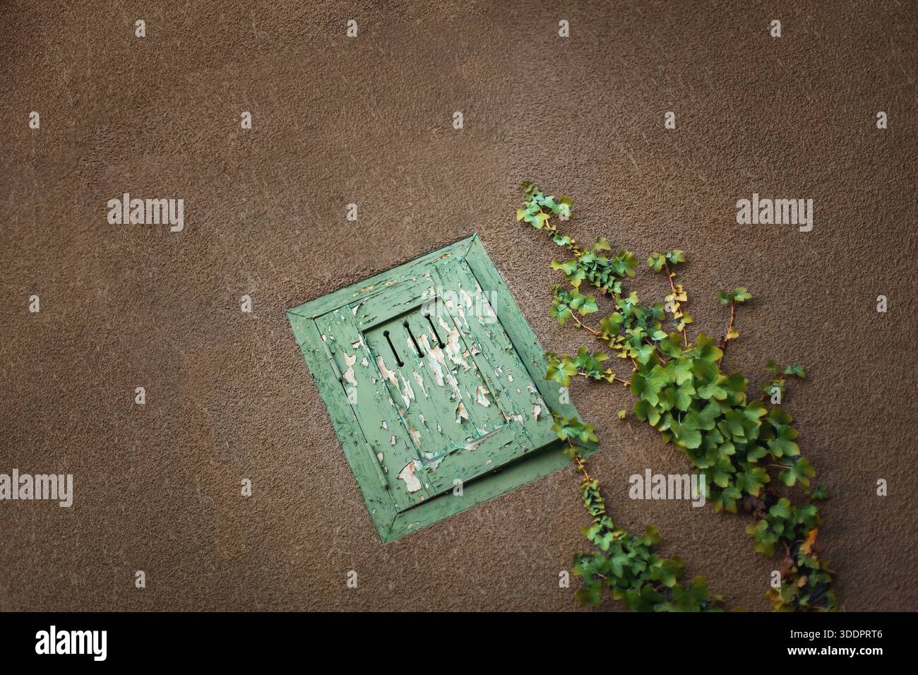 Ivy grimpant le mur plâtré d'une maison abandonnée Banque D'Images