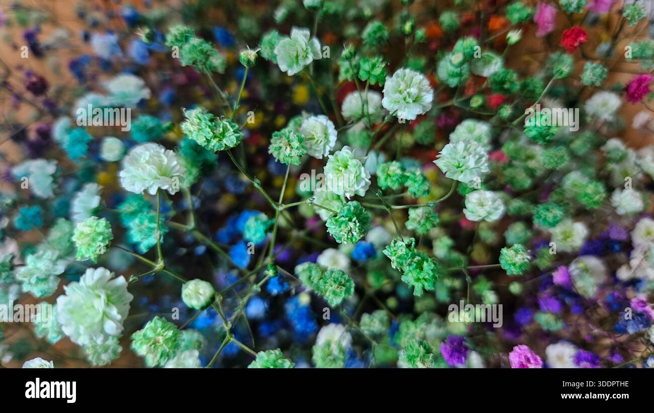 Fond coloré de fleurs de Gypsophila séchées - Image de stock capturée avec un smartphone