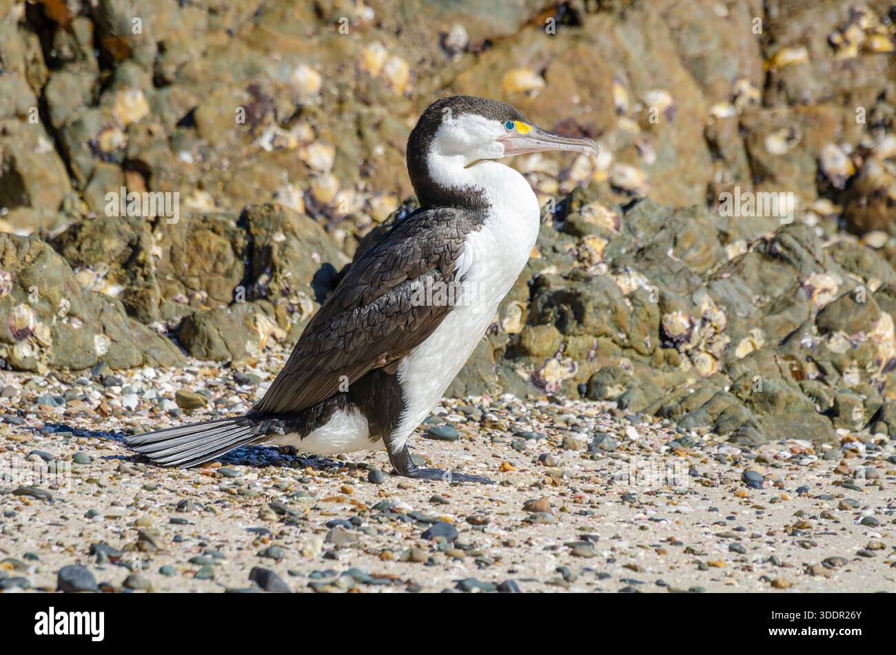 Pied Shag, Nouvelle-Zélande Banque D'Images