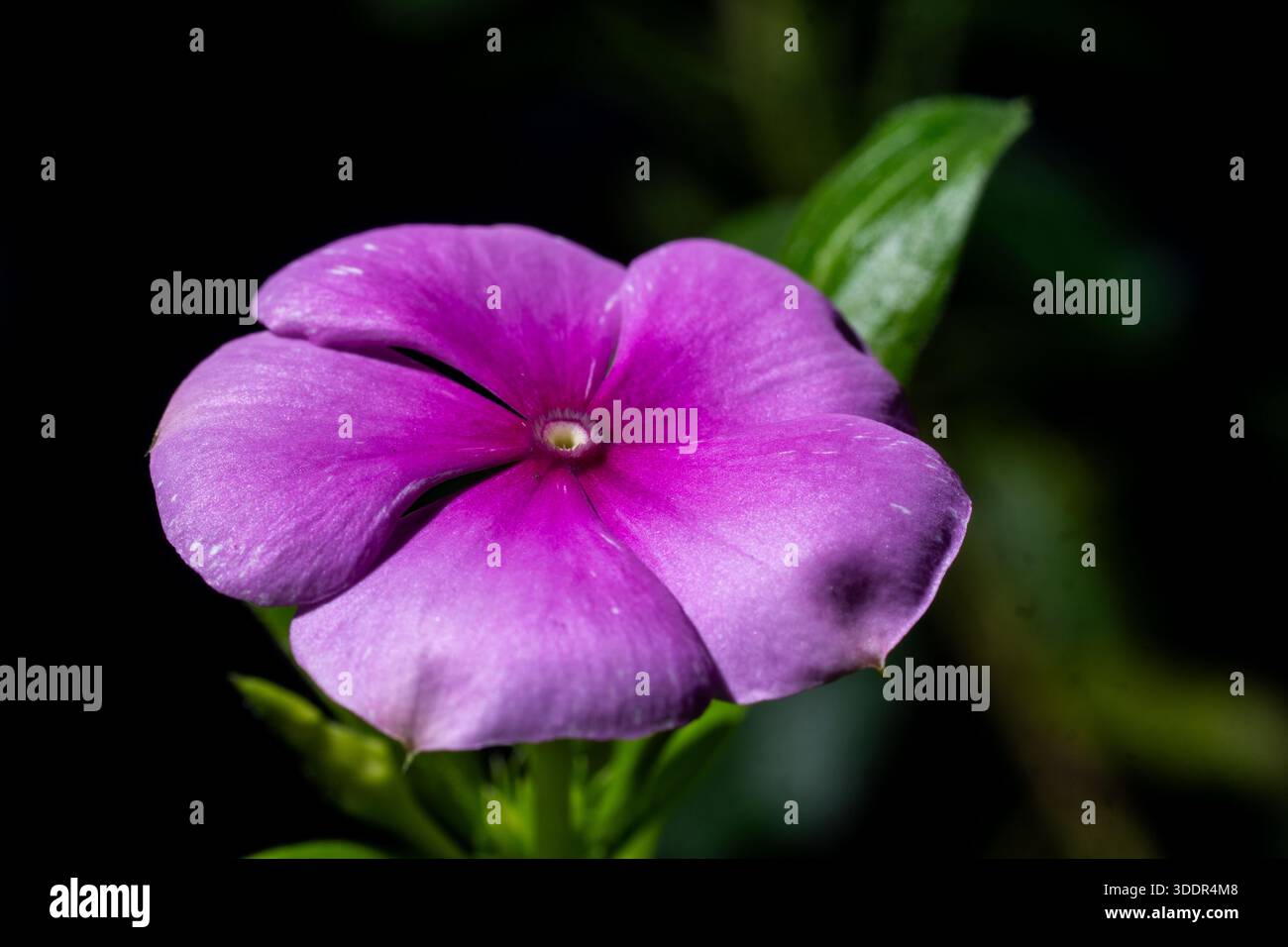Photo macro réaliste d'une fleur violette de Madagascar Periwinkle montrant une texture naturelle de pétales et des détails organiques dans une lumière sélective. Banque D'Images