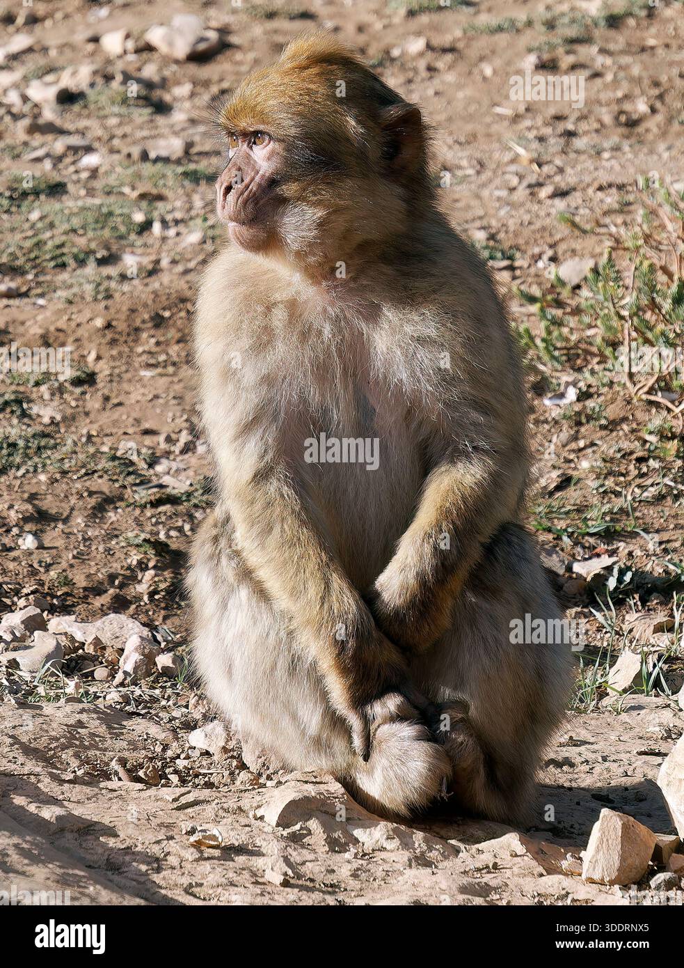 Macaque barbarie, macaque barbarie ou magot, Berberaffe, macaque de Barbarie, Macaca sylvanus, makákó berbère, Royaume du Maroc, Afrique du Nord Banque D'Images