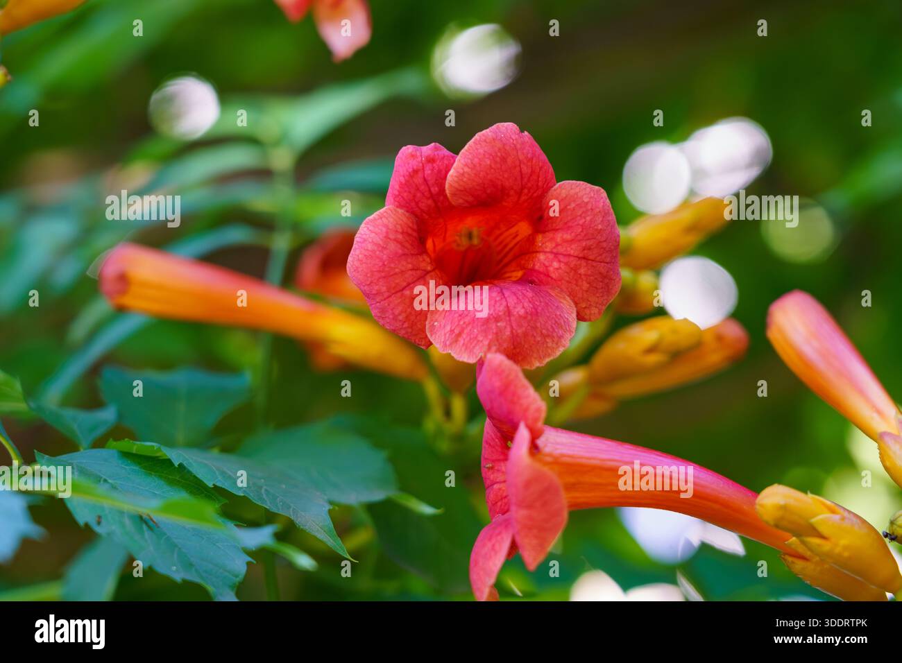 Des fleurs rose vif fleurissent sur de longues tiges entourées de feuilles vertes dans un cadre de jardin pendant la journée. Banque D'Images