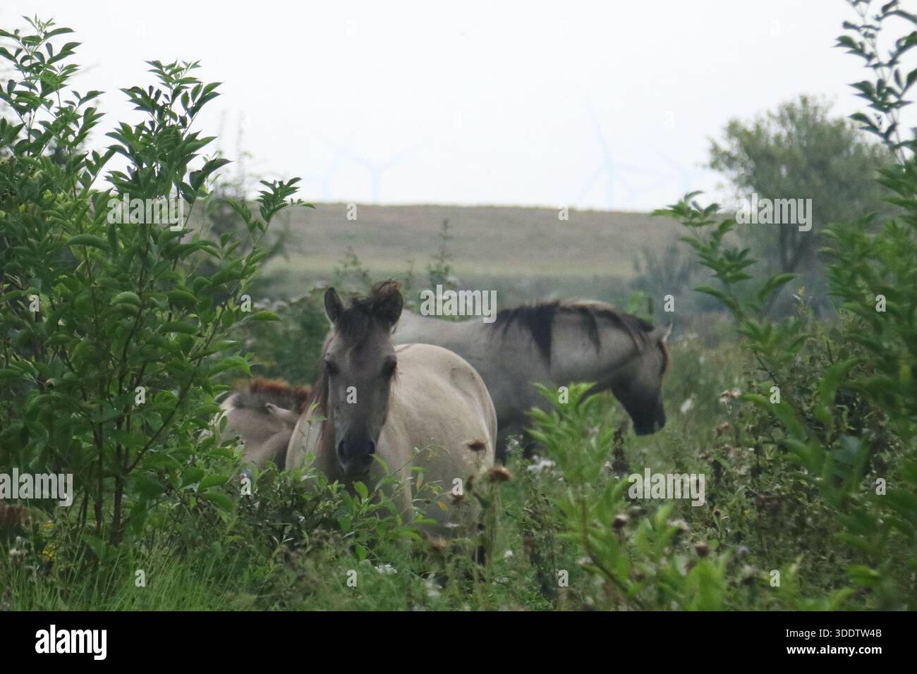 Le Konik (polonais : konik polski ou konik biłgorajski) ou cheval primitif polonais est un petit cheval semi-sauvage originaire de Pologne. Banque D'Images