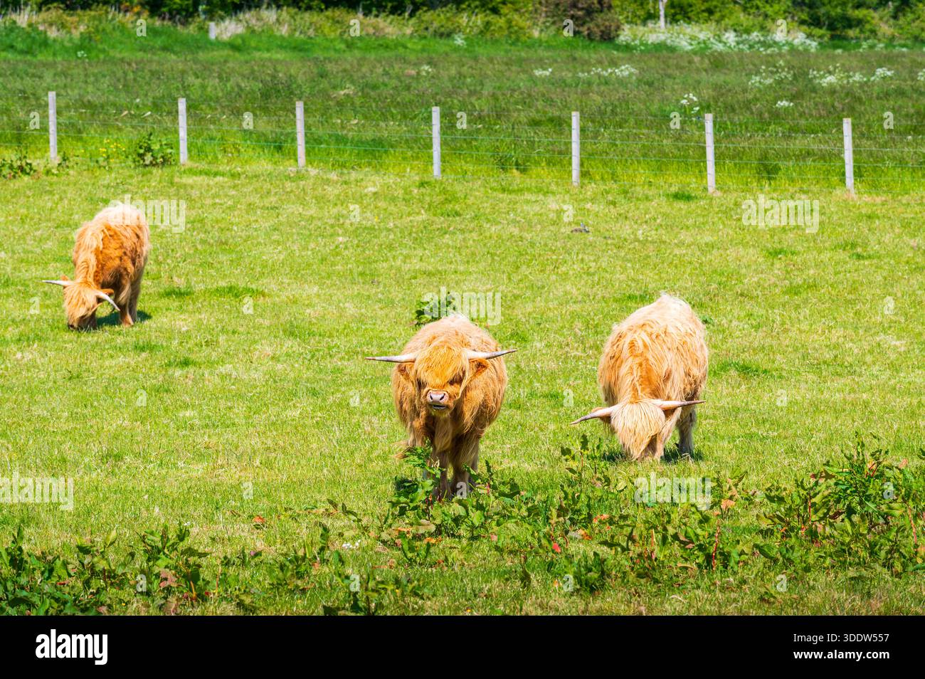 Trois vaches Highland qui paissent sur de l'herbe dans un champ ensoleillé, l'une d'entre elles regardant la caméra, Scottish Highlands, Écosse Banque D'Images