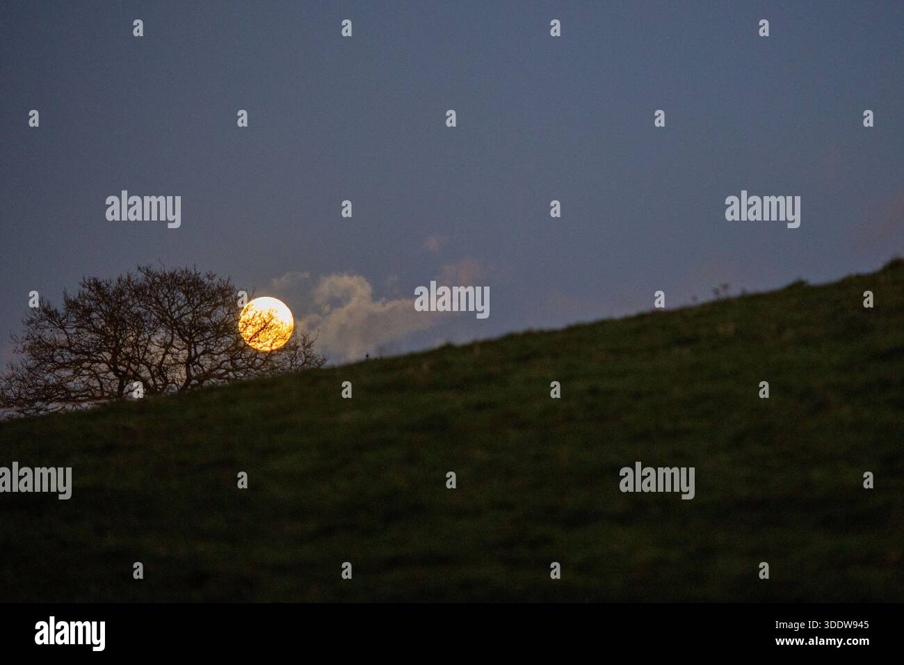 La pleine lune de janvier, connue sous le nom de la lune du loup, s'élève au-dessus d'un champ dans le Devon, apparaissant plus grande et plus lumineuse en raison de sa proximité avec la Terre pendant une superlune. L'événement était visible dans toute la région car le ciel dégagé permettait une observation ininterrompue. Banque D'Images
