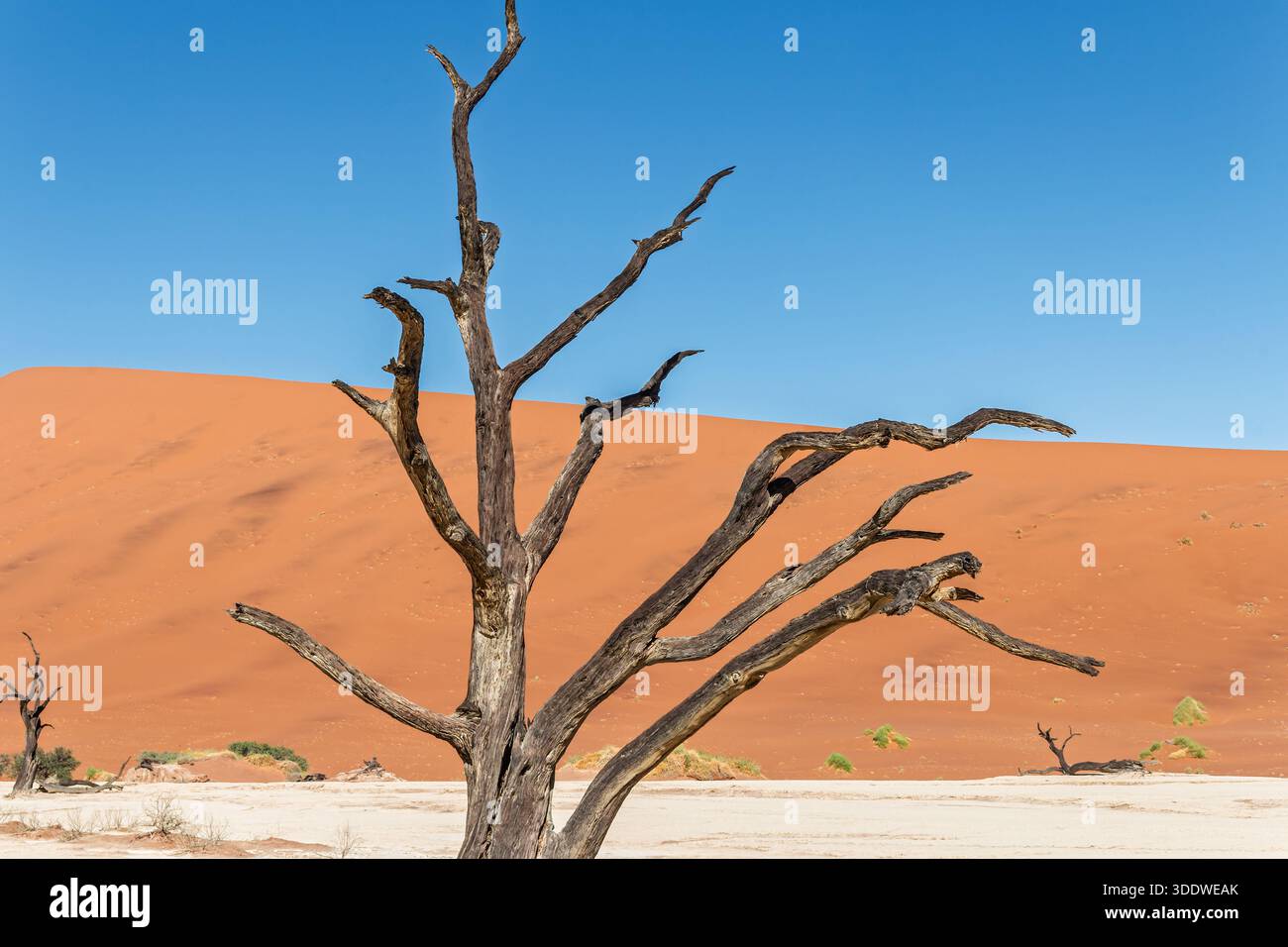 Namibie - Namib Naukluft Park - Deadvlei - silhouette d'arbre épine de chameau mort avec des branches contre la pente de dune de sable orange Banque D'Images