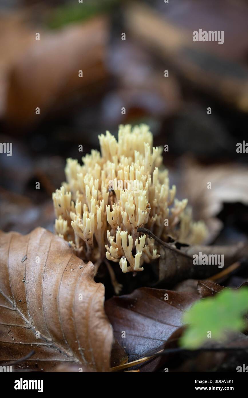 Champignon de corail jaune pâle poussant parmi les feuilles d’automne brunes humides tombées sur le sol forestier (Ramaria stricta) Banque D'Images