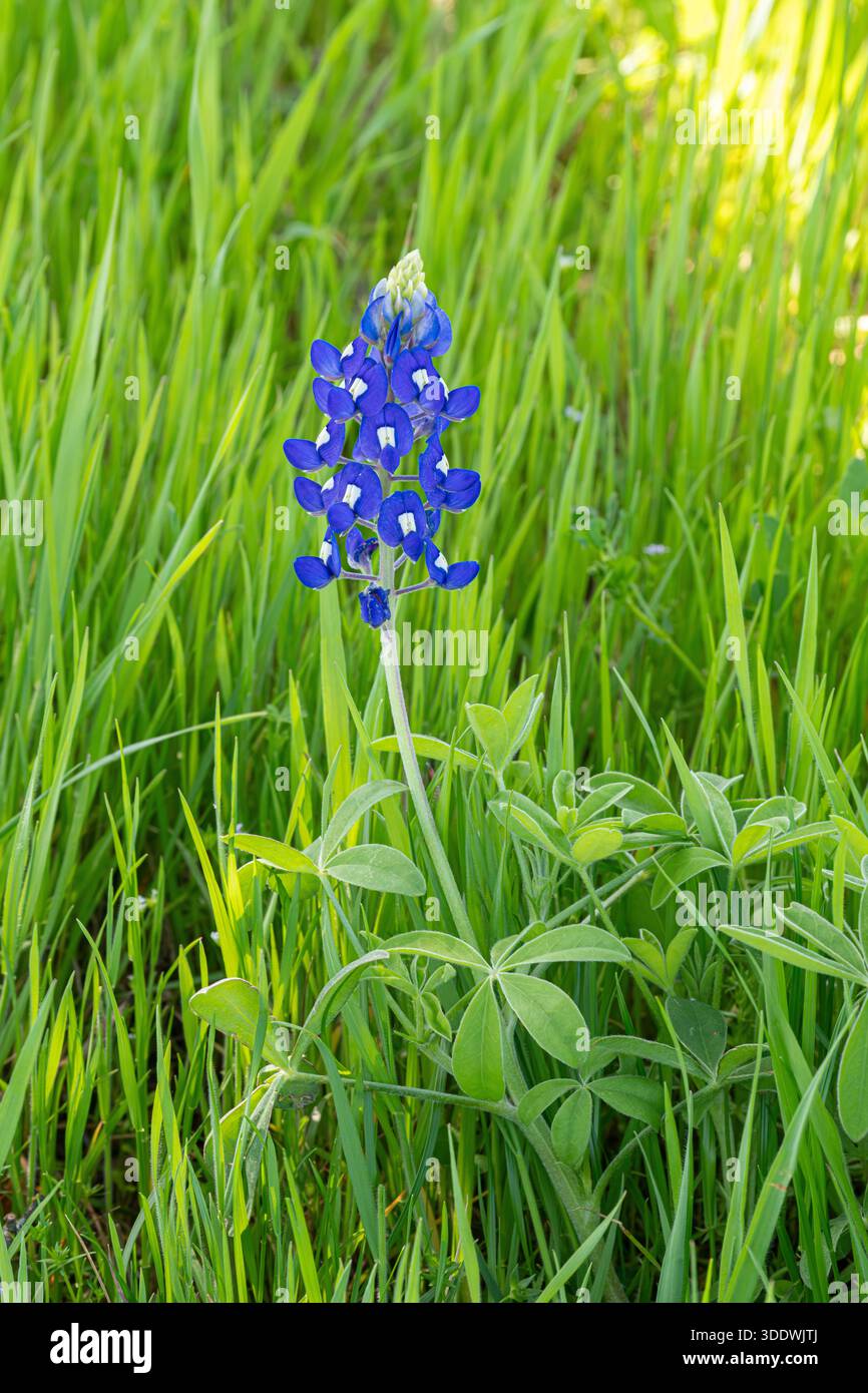 La fleur de Texas bluebonnet fleurit dans le champ d'herbe Banque D'Images