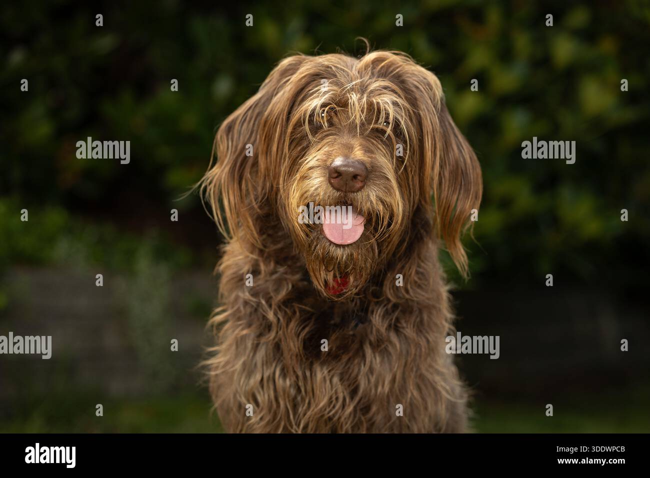 chien labradoodle brun à l'extérieur avec la langue dehors Banque D'Images
