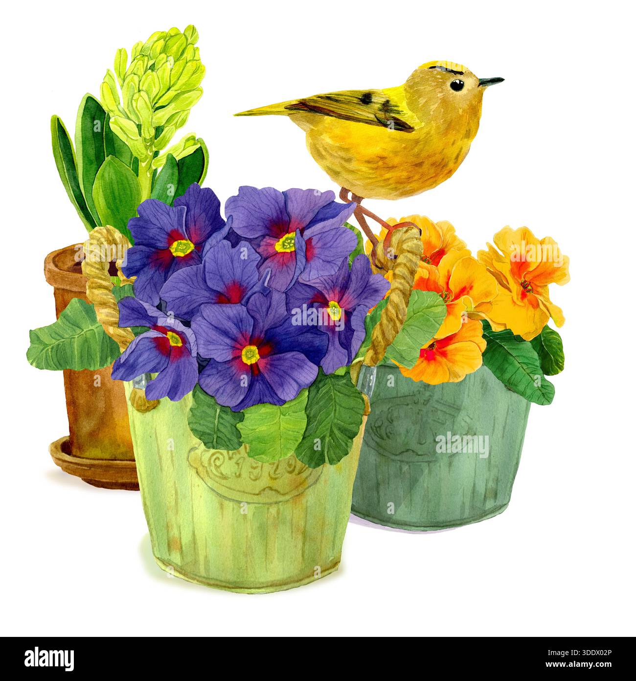 Composition de printemps avec des fleurs dans des pots et petit oiseau jaune assis sur le bord des pots. Illustration isolée à l'aquarelle avec jacinthe, orange et violet Banque D'Images