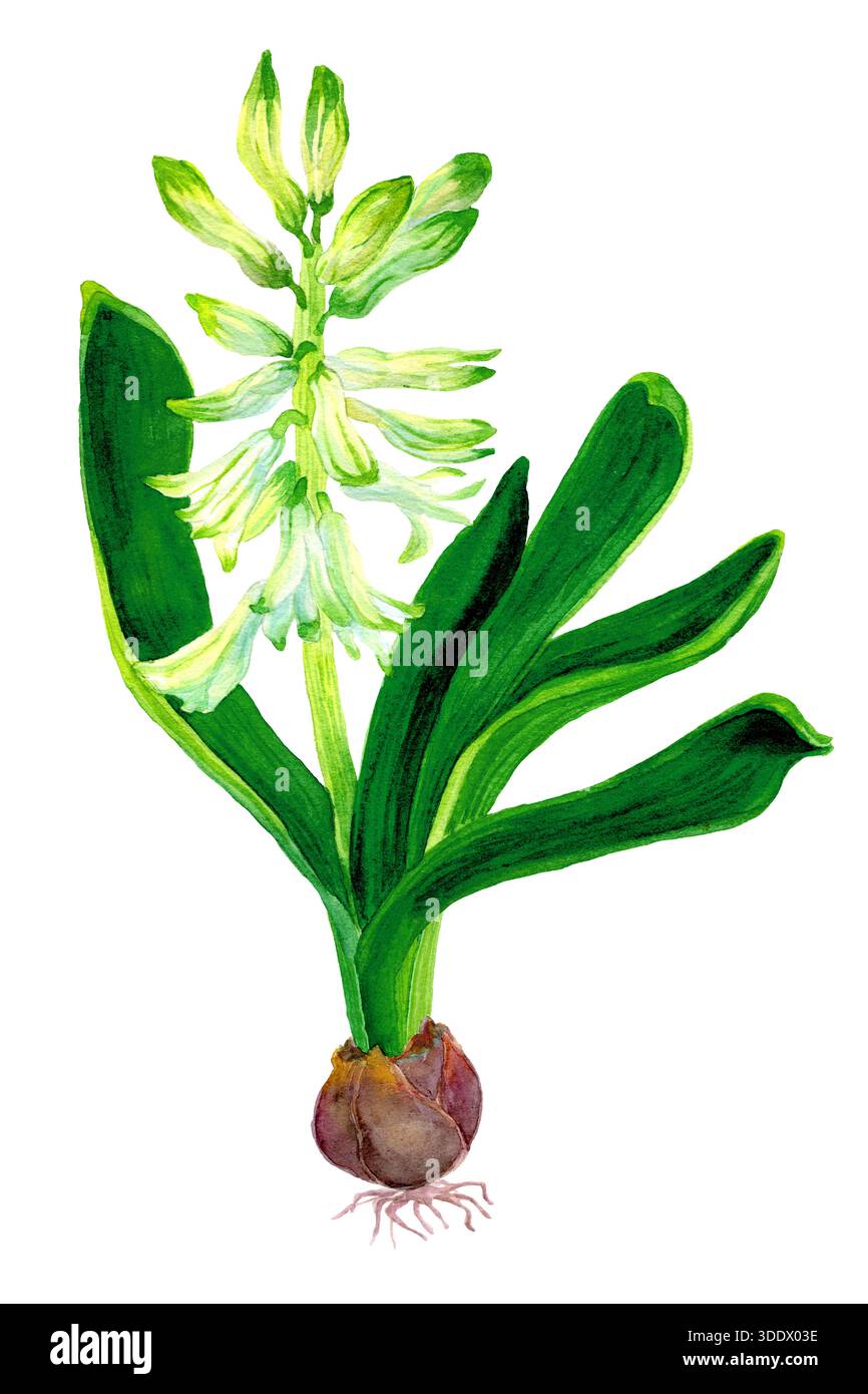 Aquarelle dessinée jacinthe blanche, fleurs et feuilles vertes isolées. Botanique illustration de bulbe de plante de printemps. Modèle de thème de jardin. Décoration florale Banque D'Images