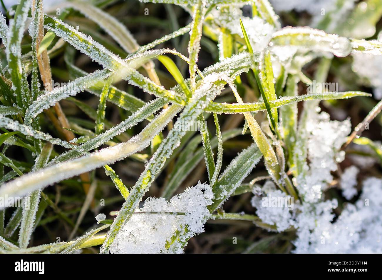 Image macro de cristaux de glace sur herbe Banque D'Images