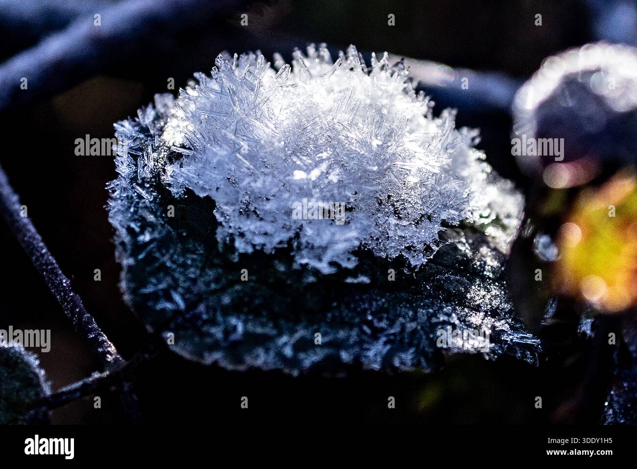 Macro glace sur une feuille Banque D'Images