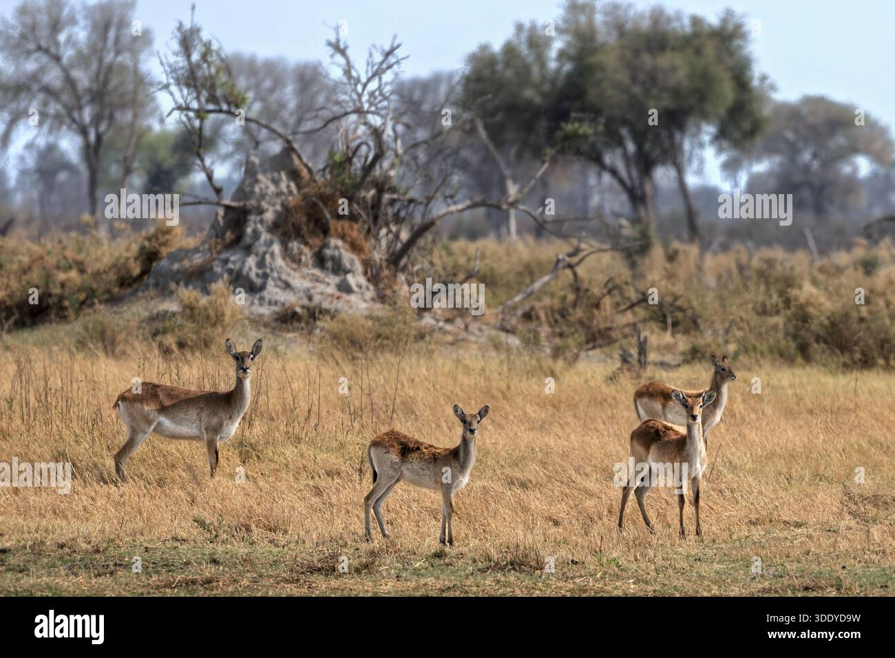 Red Lechwe, troupeau de femelles, rivière Amber, delta de l'Okavango, Botswana Banque D'Images