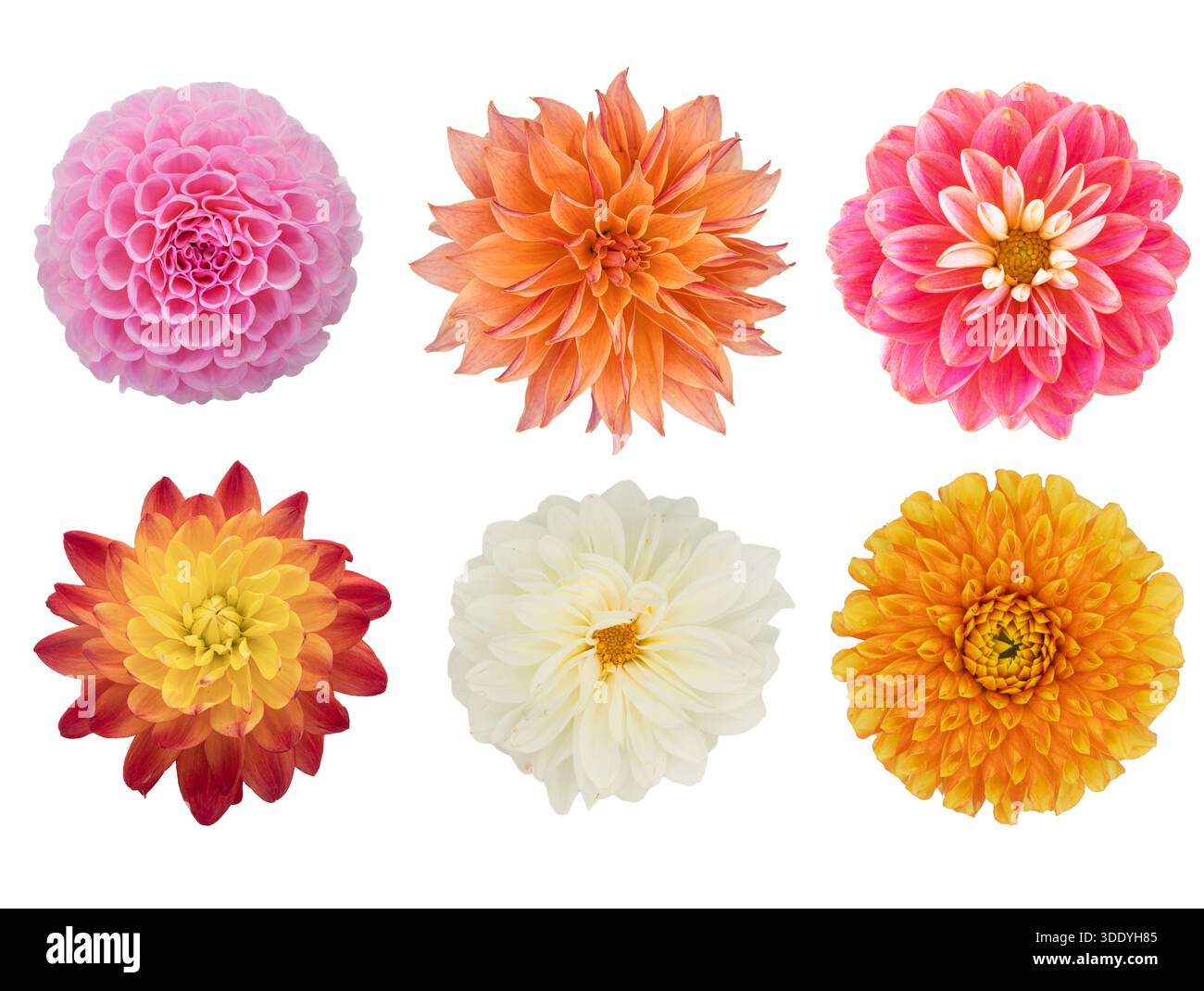 Diverses fleurs de dahlia de jardin isolées sur fond blanc. Banque D'Images