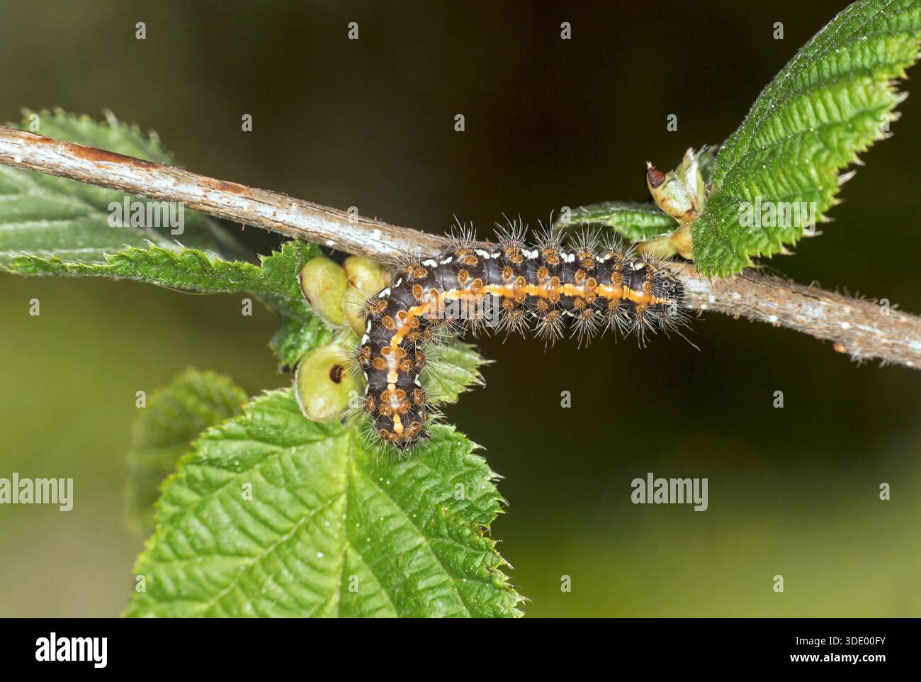 Chenille poilue du tigre de Jersey de Moth également appelé drapeau espagnol (Euplagia quadripunctaria), Valais, Suisse Banque D'Images