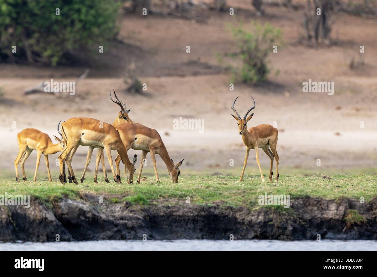 Troupeau d'Impalas pâturant sur une rive luxuriante dans le parc national de Chobe, Botswana Banque D'Images