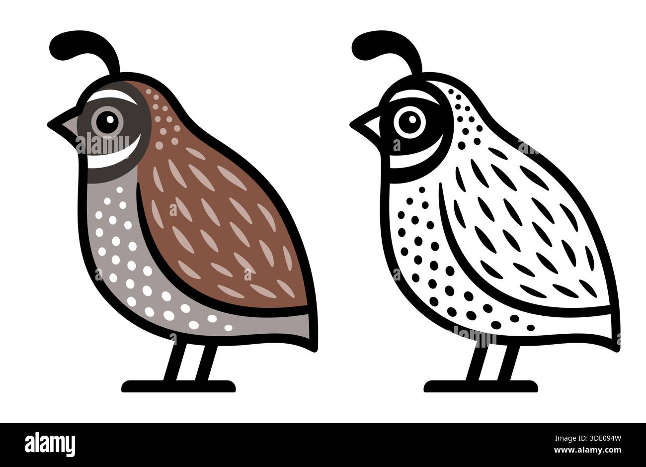 Caille californienne mâle, couleur et logo noir et blanc. Illustration clip art vectorielle mignonne et simple. Illustration de Vecteur