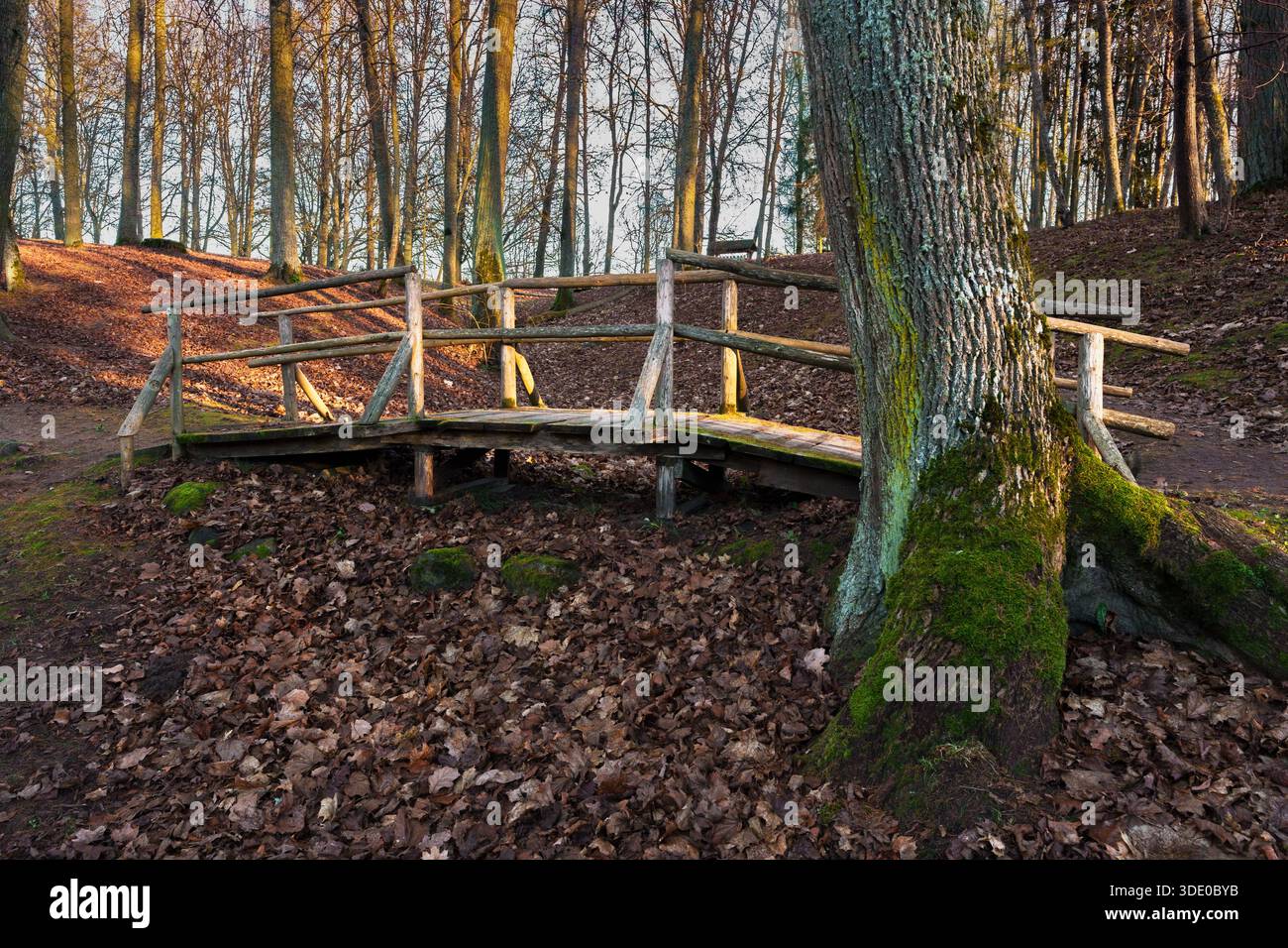 Un pont en bois rustique dans un ravin forestier tranquille entouré de feuilles tombées et d'arbres moussues en lumière chaude du soleil. Paysage naturel paisible. Banque D'Images