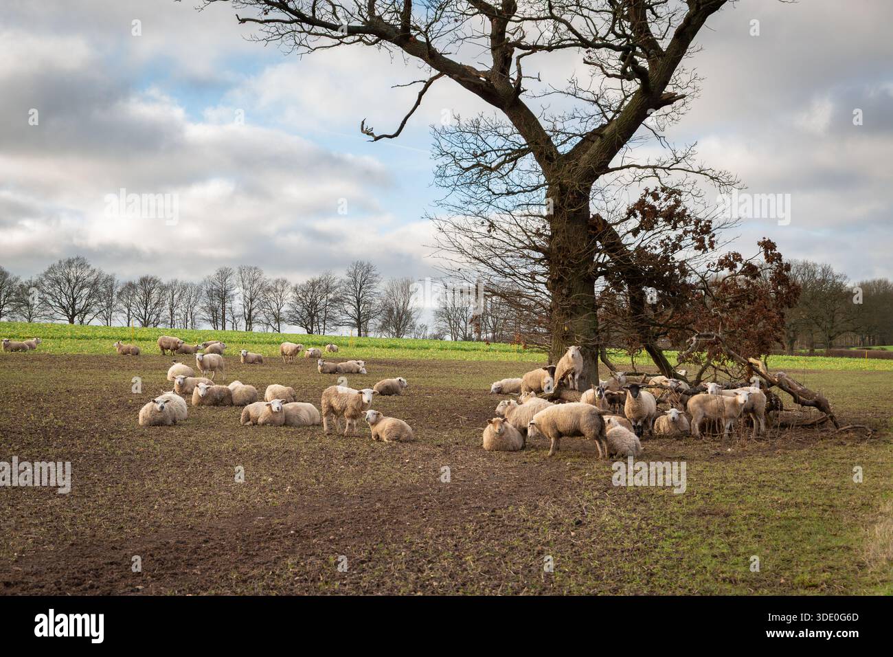 Warwickshire, Royaume-Uni, décembre 27 2025 : moutons reposant sous un chêne sur des terres agricoles par une froide journée d'hiver près de Budbrooke. Banque D'Images