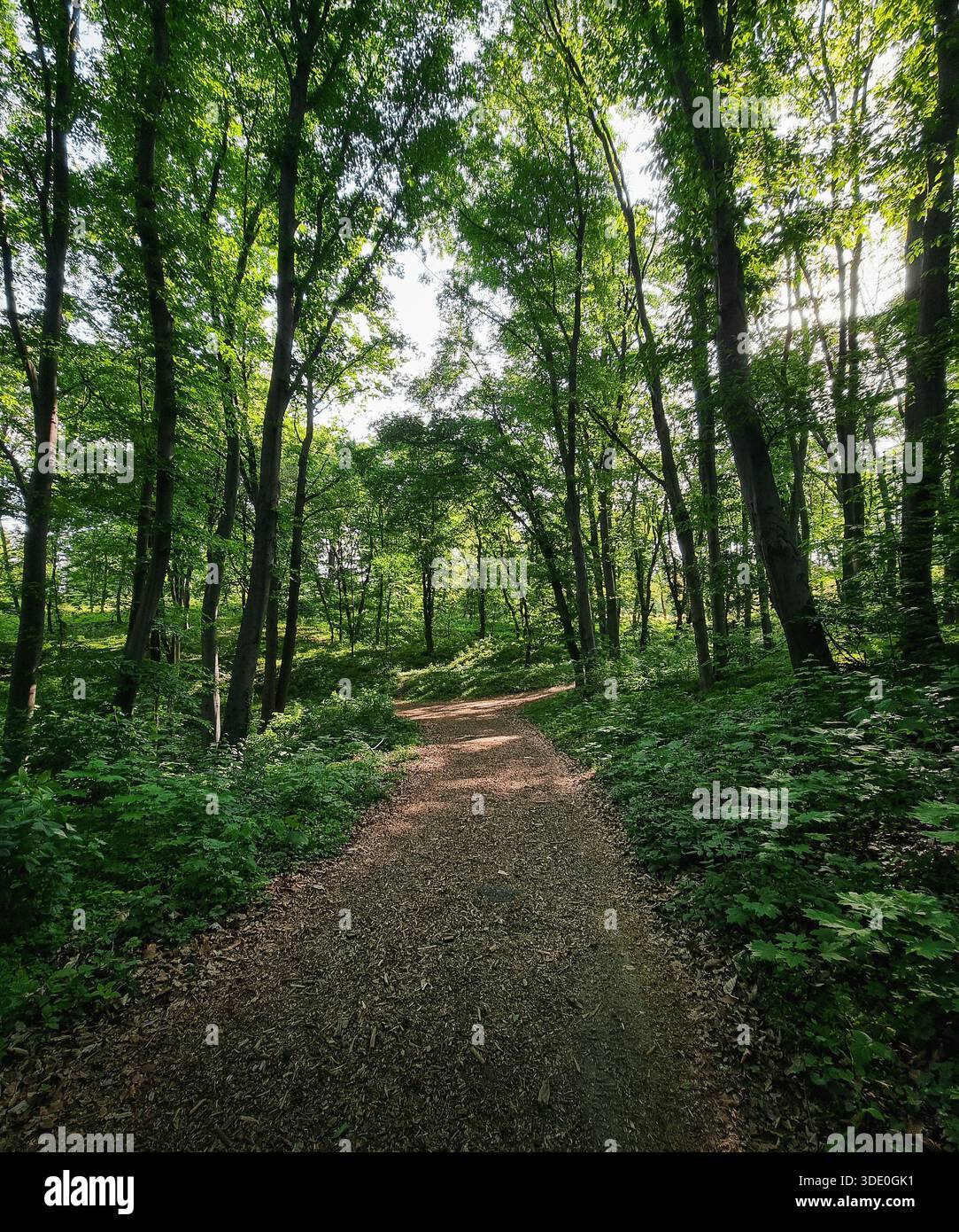 Sentier dans la forêt : vue en perspective d'un chemin de terre ombragé dans les bois. Une perspective large et à angle bas d'un chemin de terre menant à une forêt verte dense. Banque D'Images