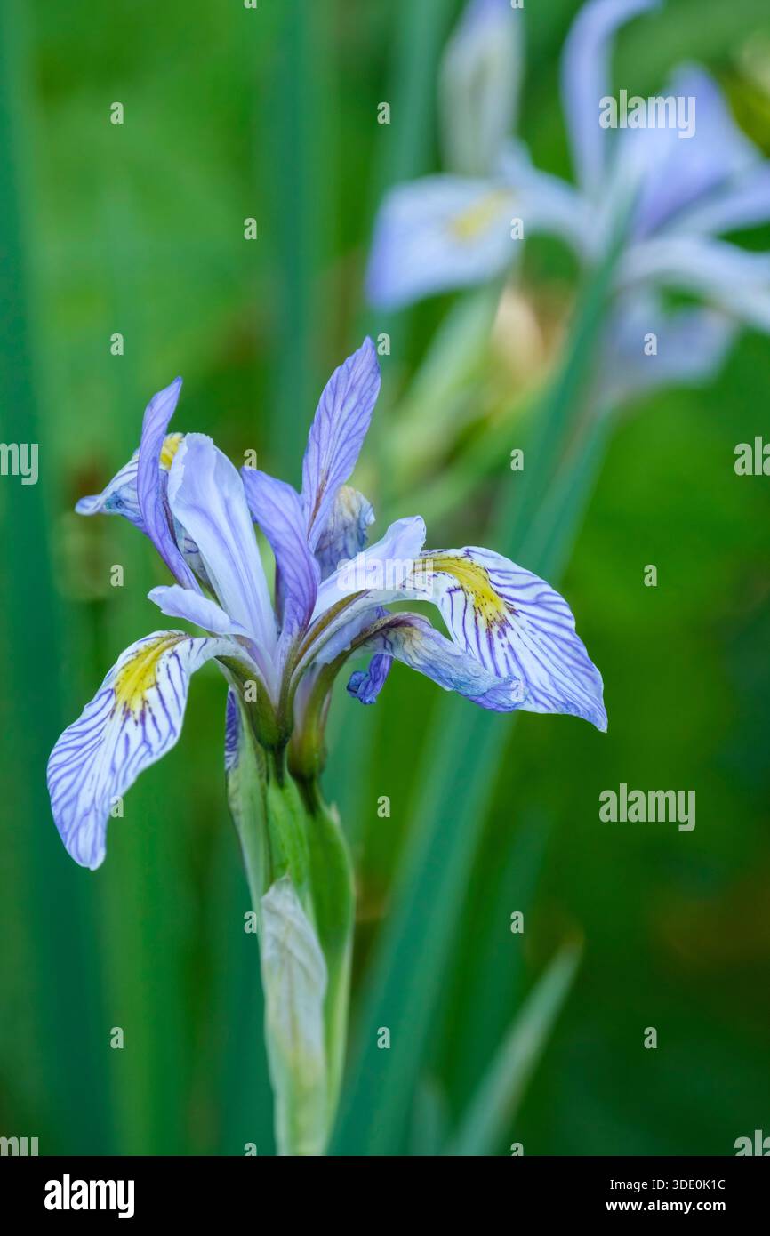 Iris Perry's Blue, iris sibérien Perry's Blue, fleurs bleu ciel avec des marques blanches portées au début de l'été Banque D'Images