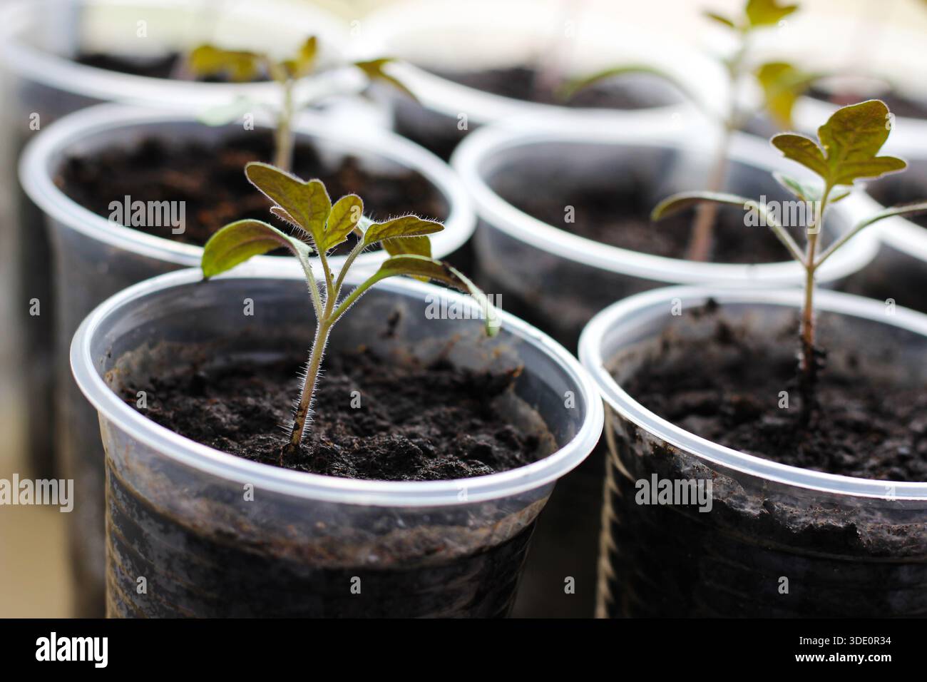 Jeune semis de tomates poussant dans une tasse en plastique sur un rebord de fenêtre, concept de jardinage à domicile au début du printemps Banque D'Images