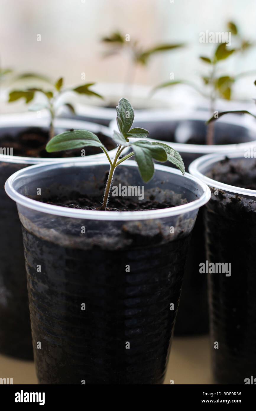 Semis de tomates poussant parmi des gobelets en plastique avec de la terre, concept de jardinage printanier intérieur Banque D'Images