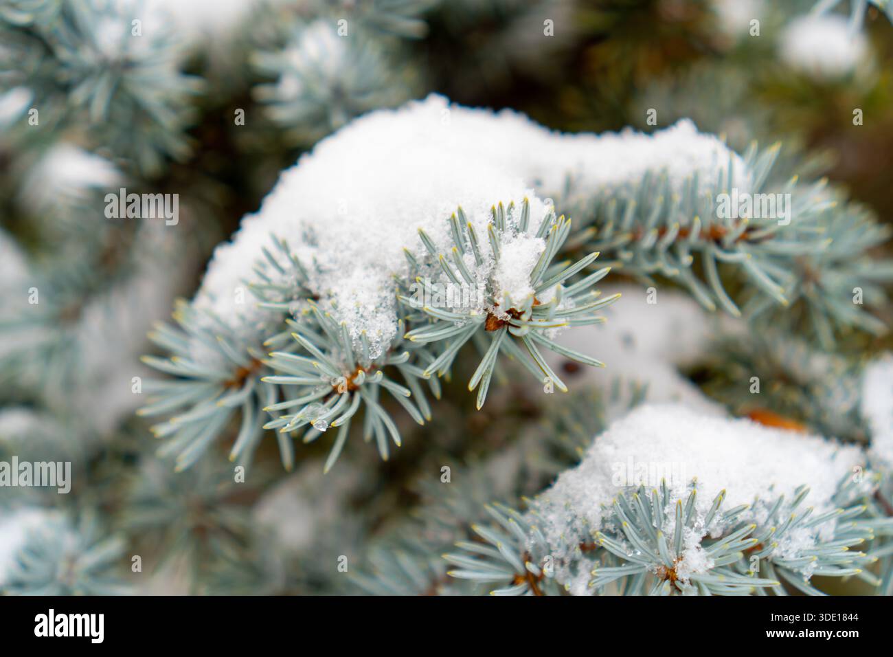 Branche d'épinette bleue couverte de neige blanche fraîche gros plan. Banque D'Images