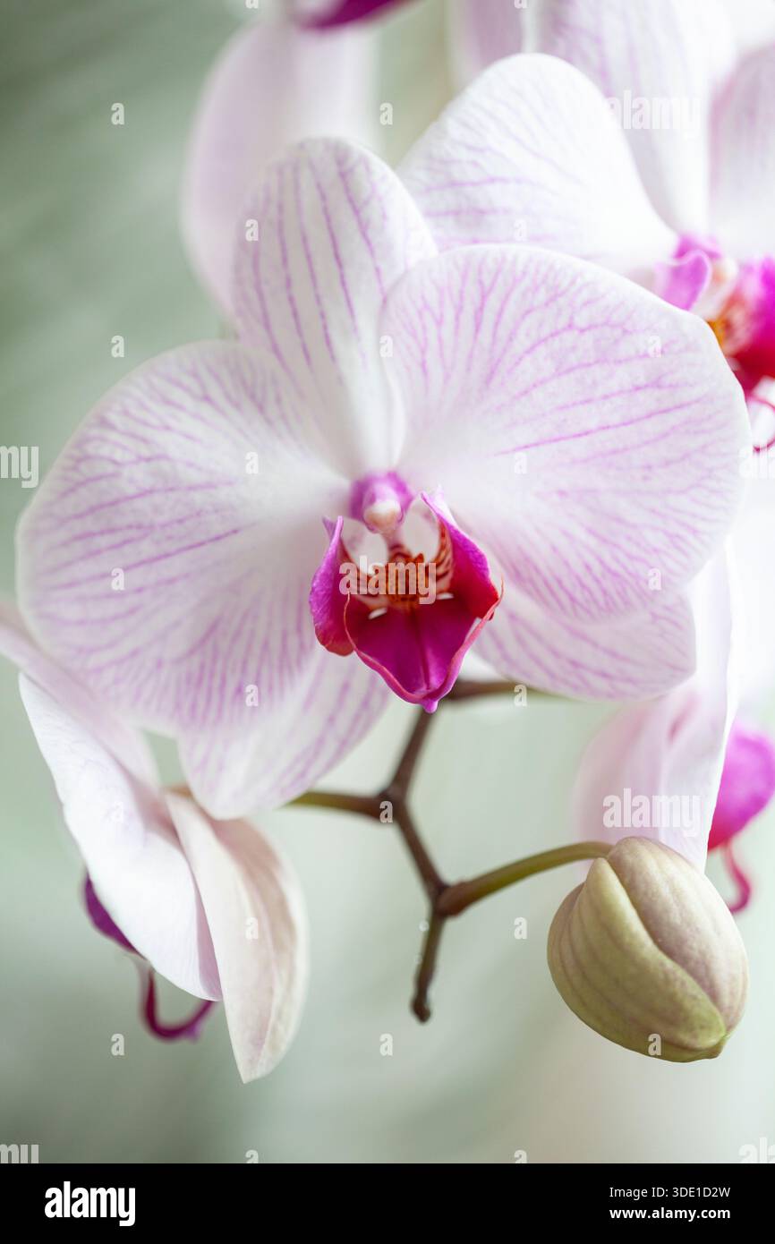 Fleurs des branches d'orchidée blanches Banque D'Images