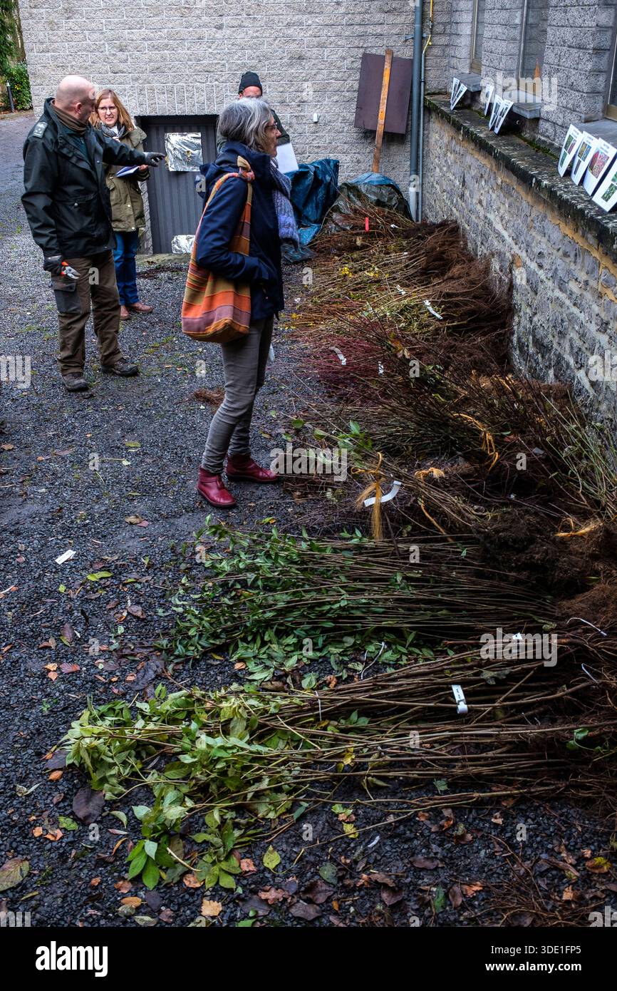 Fin novembre et/ou début décembre se reçoit la traditionnelle distribution de plants d'arbres, de petits fruitiers et d'arbustes au grand public dans Banque D'Images