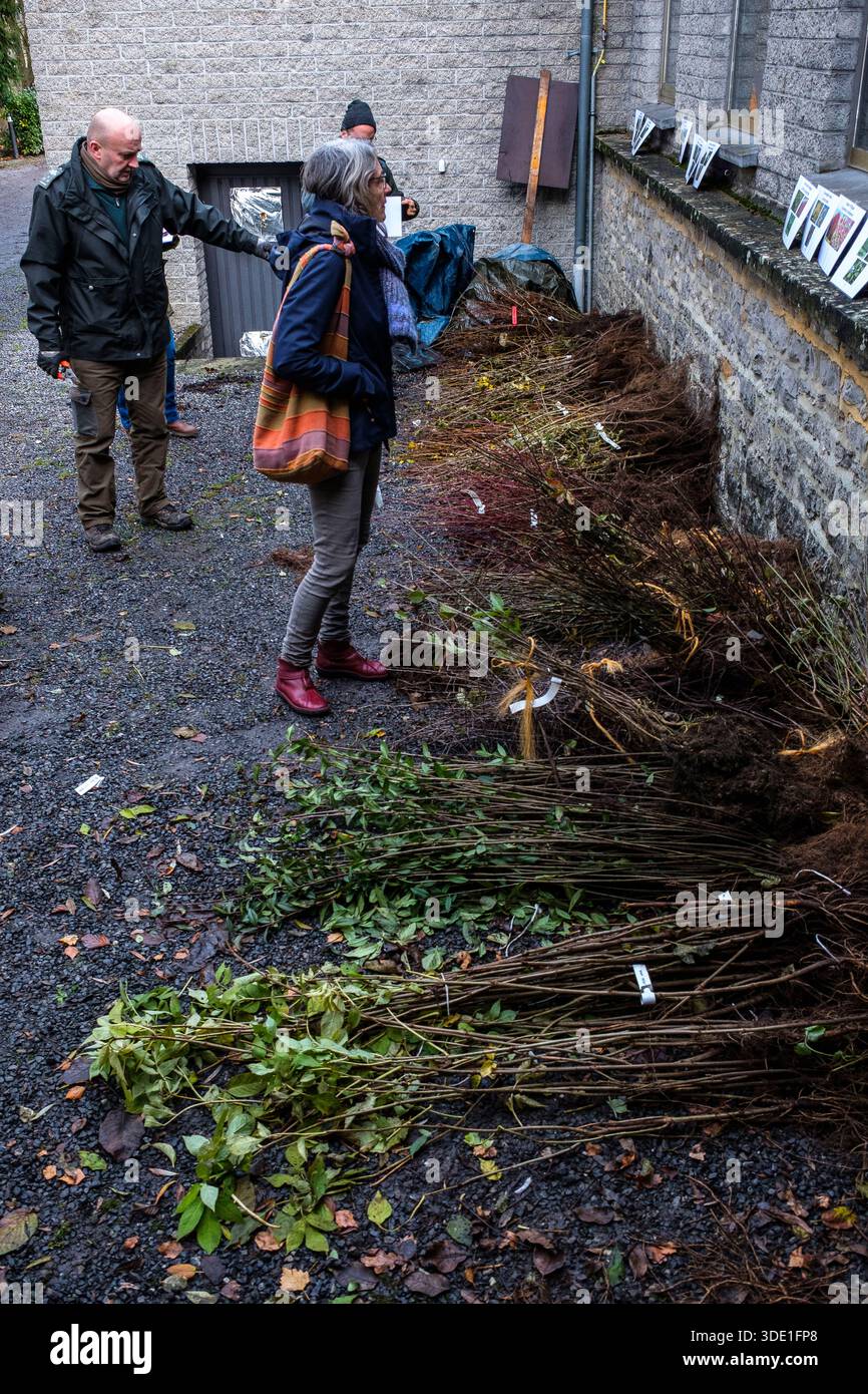 Fin novembre et/ou début décembre se reçoit la traditionnelle distribution de plants d'arbres, de petits fruitiers et d'arbustes au grand public dans Banque D'Images