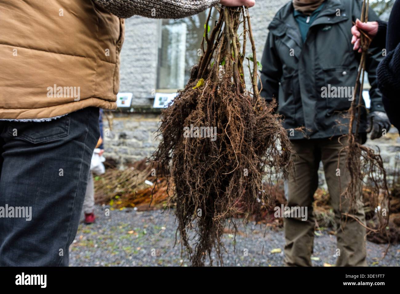 Fin novembre et/ou début décembre se reçoit la traditionnelle distribution de plants d'arbres, de petits fruitiers et d'arbustes au grand public dans Banque D'Images