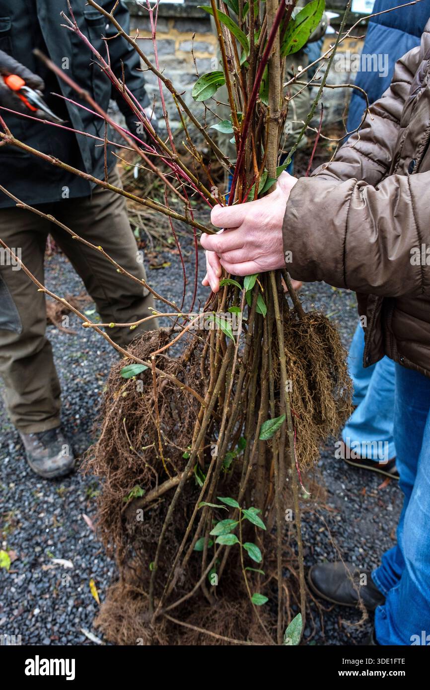 Fin novembre et/ou début décembre se reçoit la traditionnelle distribution de plants d'arbres, de petits fruitiers et d'arbustes au grand public dans Banque D'Images