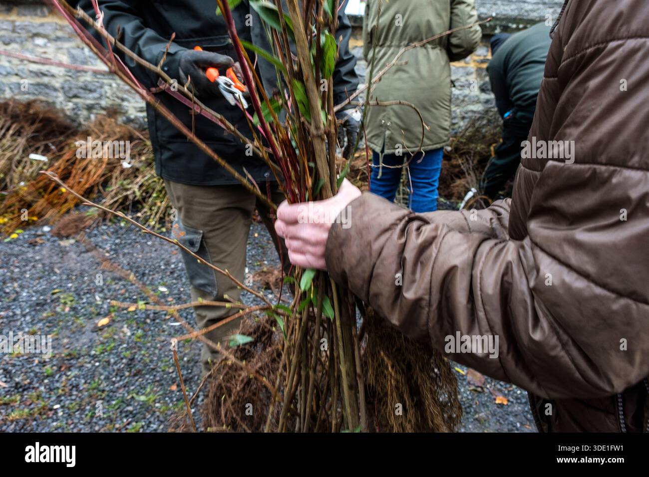 Fin novembre et/ou début décembre se reçoit la traditionnelle distribution de plants d'arbres, de petits fruitiers et d'arbustes au grand public dans Banque D'Images
