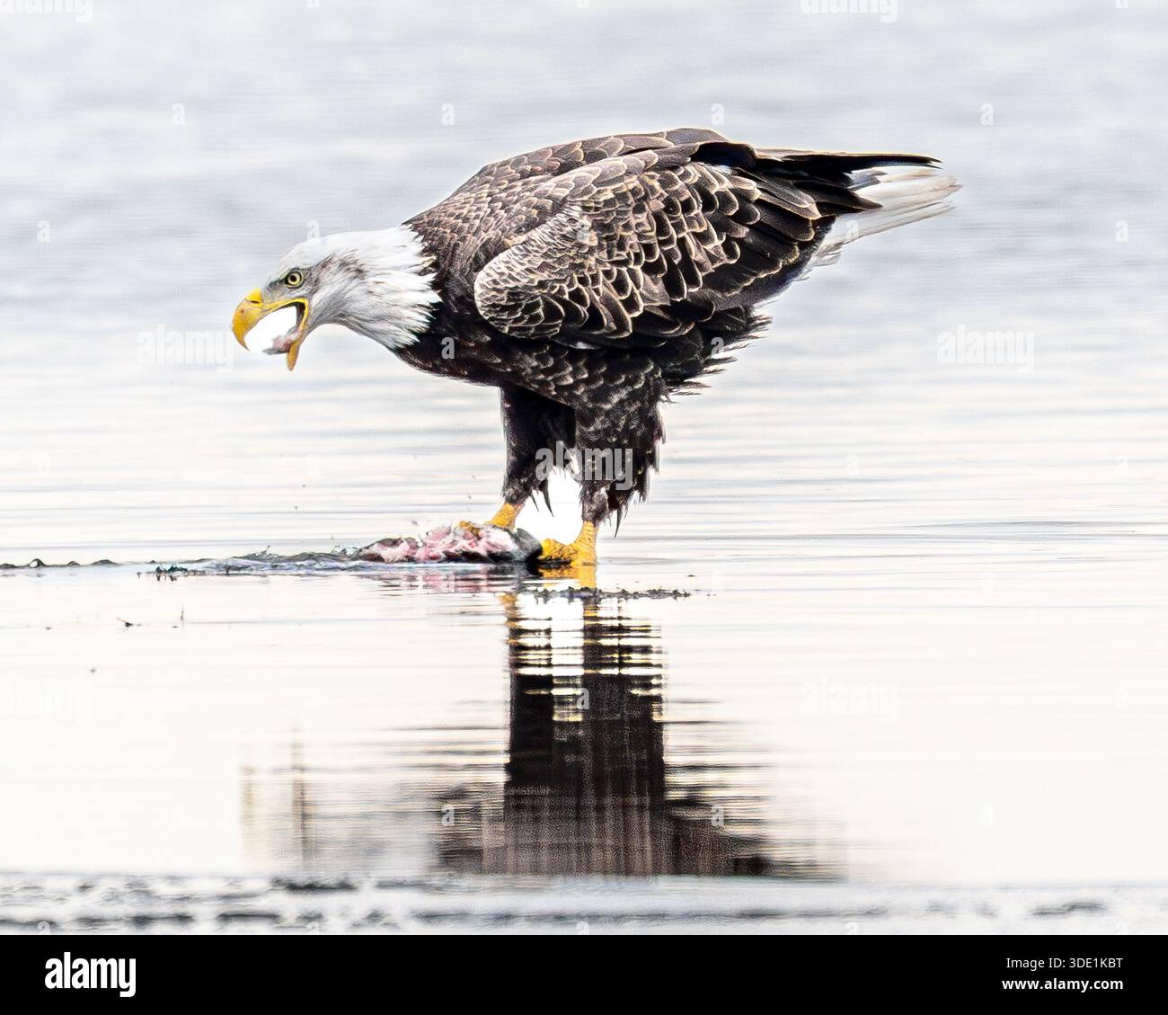 Aigle chauve - Haliaeetus leucocephalus mature - mange un poisson après la chasse - rapace / oiseau de proie aux États-Unis d'Amérique Banque D'Images