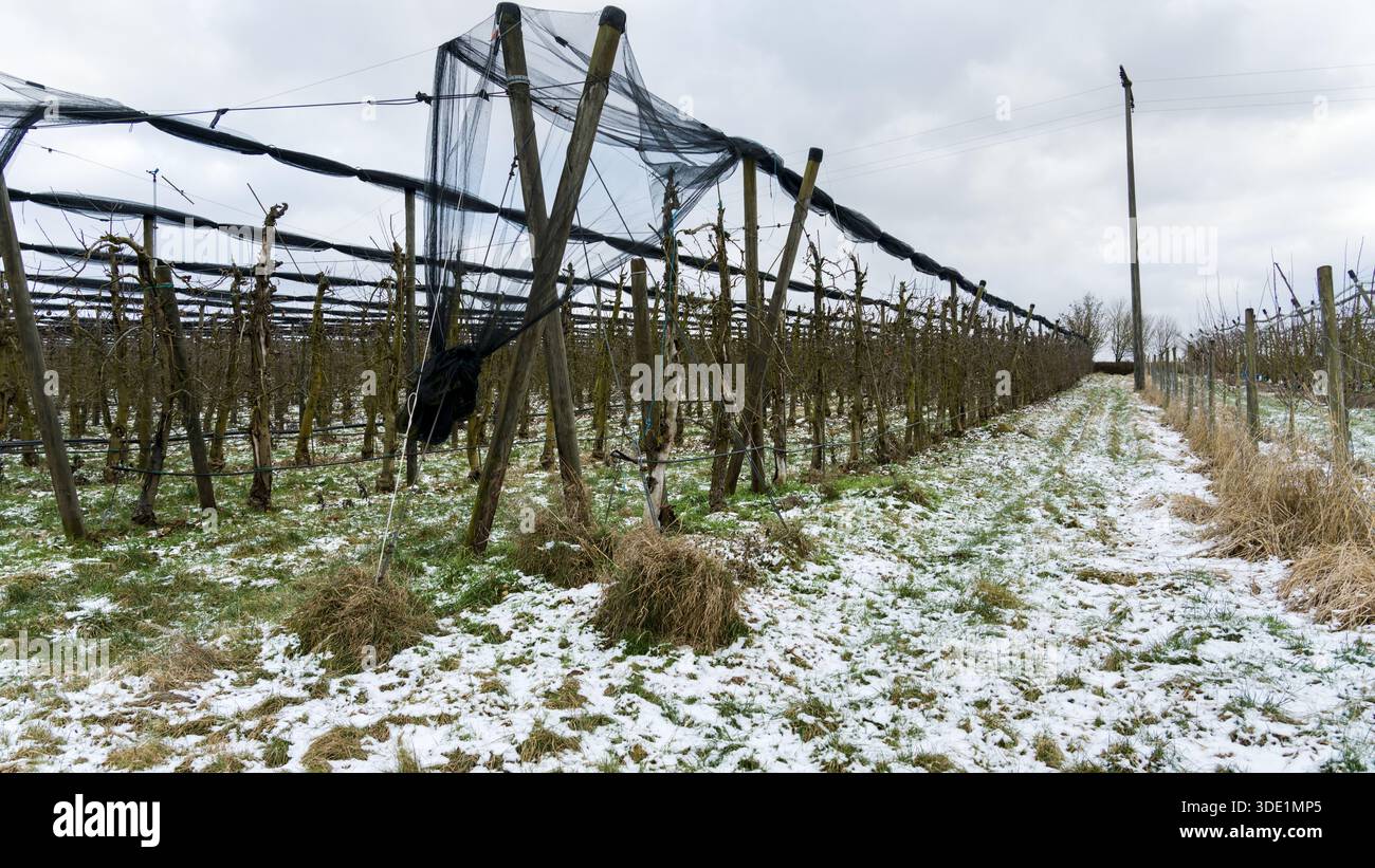 Un verger d'hiver avec des filets de protection s'étend sur un sol couvert de neige sous un ciel nuageux, mettant en évidence des rangées structurées d'arbres. Banque D'Images