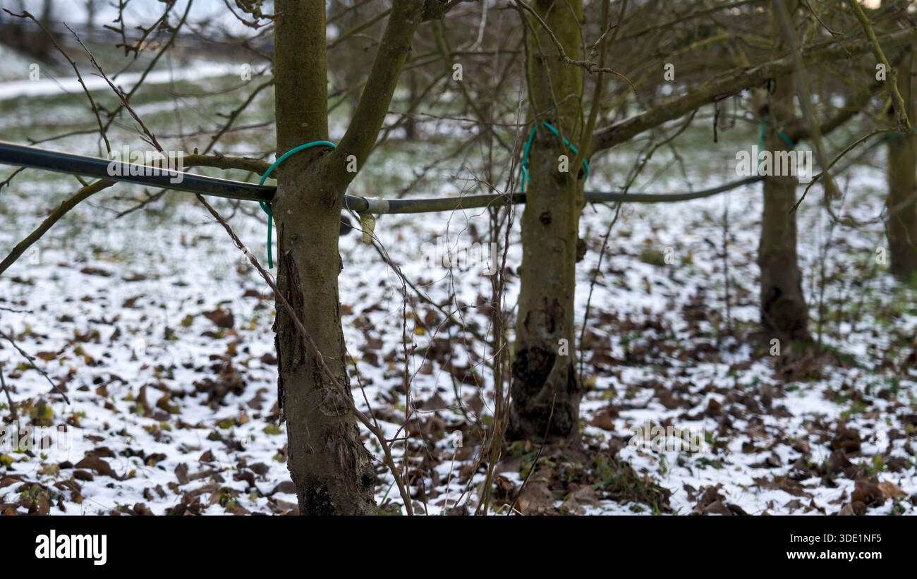 Des tuyaux d'irrigation passent entre les arbres dans un verger de pommiers recouvert de neige, mettant en évidence l'infrastructure agricole dans un paysage hivernal Banque D'Images