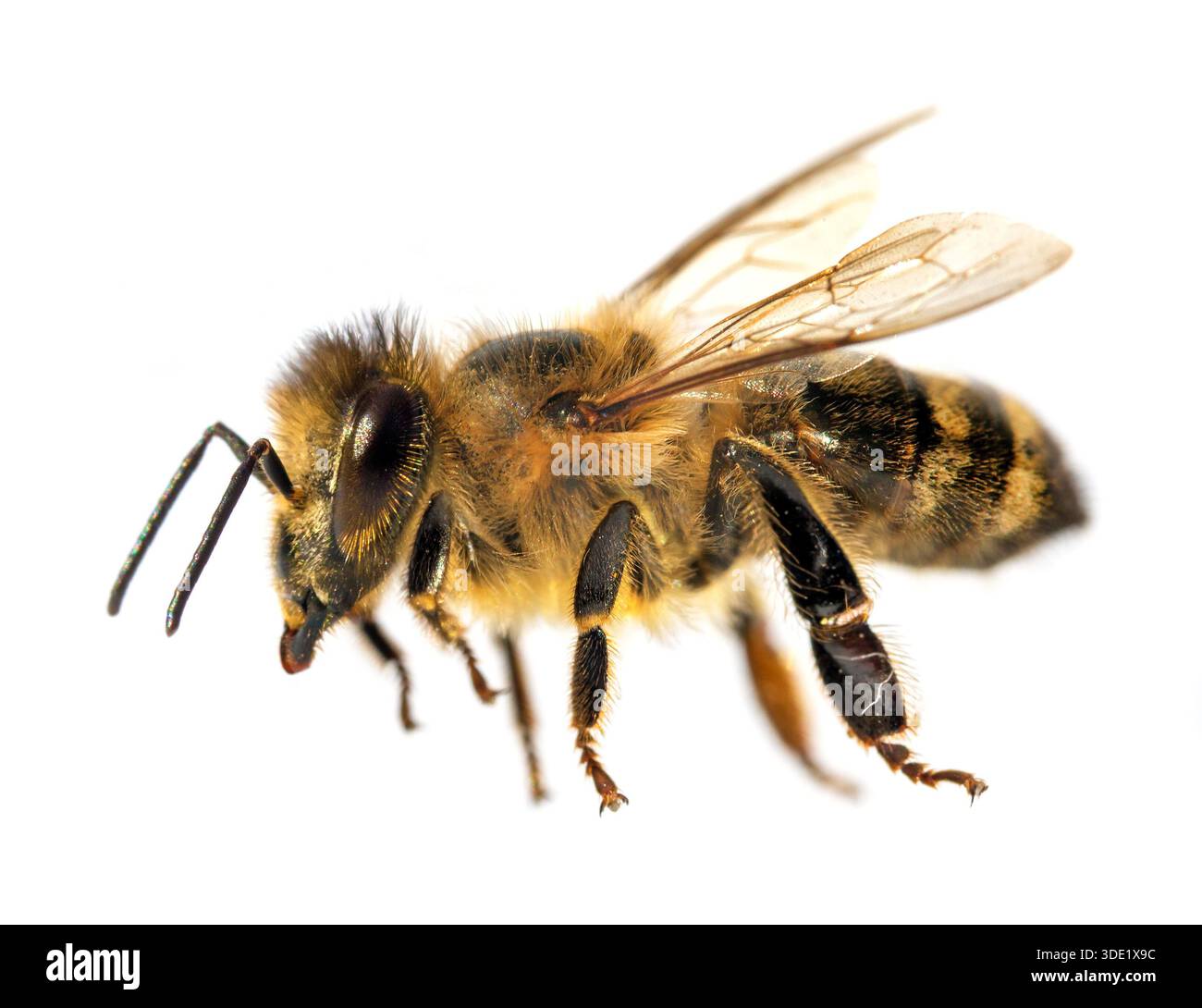 Détail de l'abeille ou de l'abeille en latin APIs mellifera, abeille européenne ou occidentale isolée sur fond blanc Banque D'Images