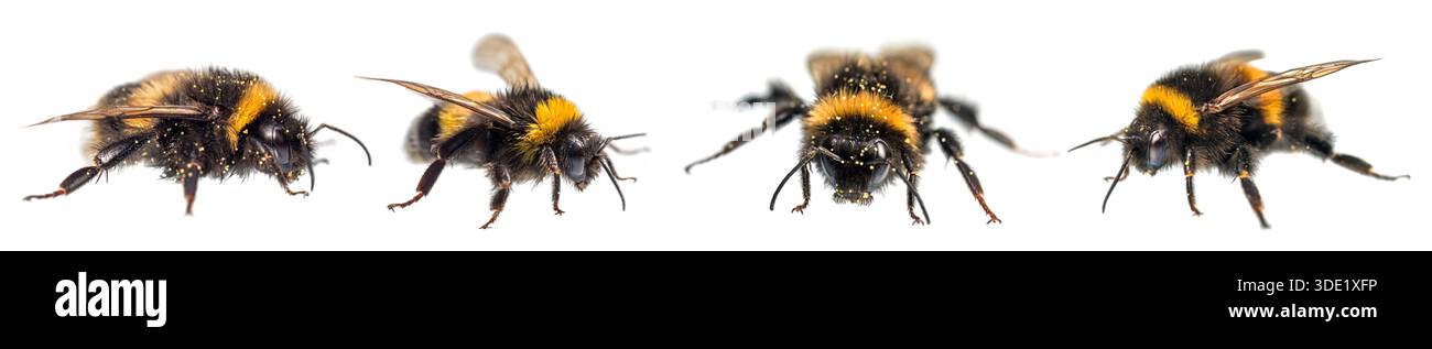 Quatre bourdons, Bombus terrestris, le bourdon à queue de chamois ou le gros bourdon de terre, isolés sur le fond blanc Banque D'Images