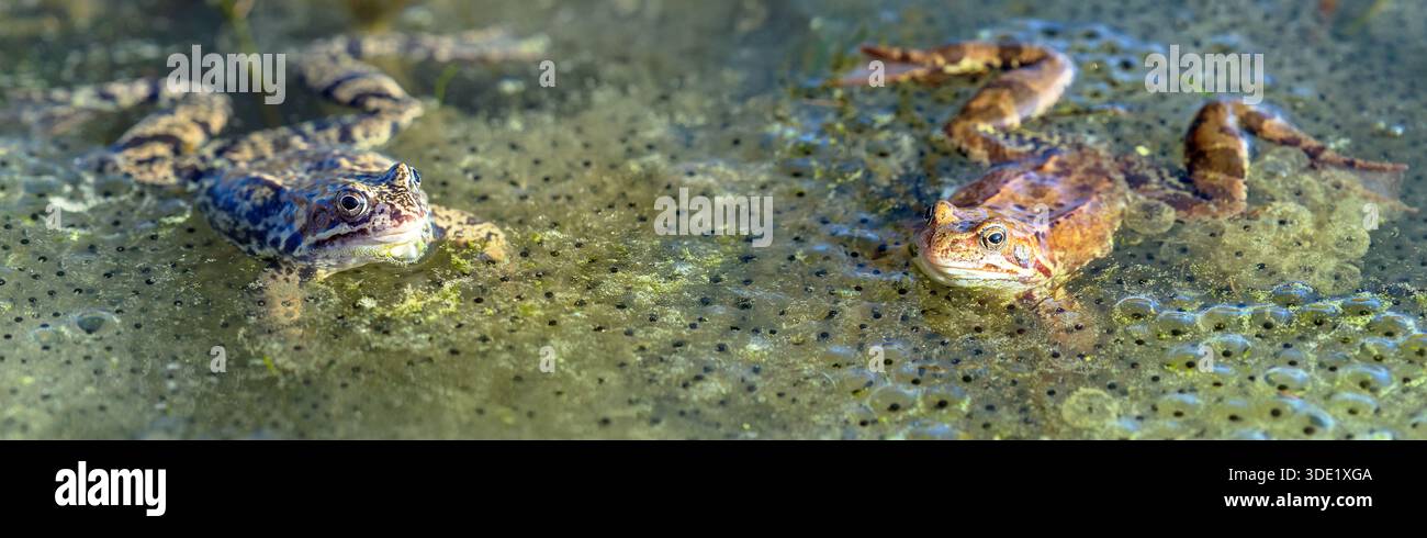 Grenouille brune commune d'Europe en latin Rana temporaria, deux grenouilles avec beaucoup d'oeufs, une paire de grenouilles gardant leurs oeufs une grenouille est un amphibien qui vit moi Banque D'Images