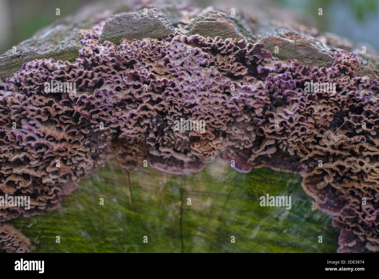 Gros plan de champignons pourpres et bruns attachés à un tronc d'arbre coupé. Lumière naturelle, faible profondeur de champ, couches fongiques texturées. Banque D'Images