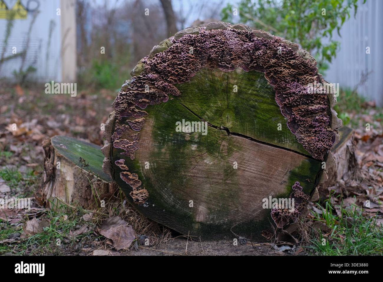 Gros plan d'une coupe transversale de tronc d'arbre bordée de champignons pourpres de support. Lumière naturelle, faible profondeur de champ, anneaux de bois visibles, forêt extérieure Banque D'Images