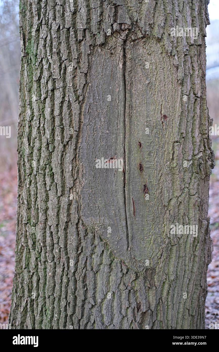 Gros plan d'un tronc d'arbre mature montrant une écorce grise-brun rugueuse avec une cicatrice rectangulaire, une surface exposée plus lisse, une fissure verticale, des marques d'outil peu profondes. Banque D'Images