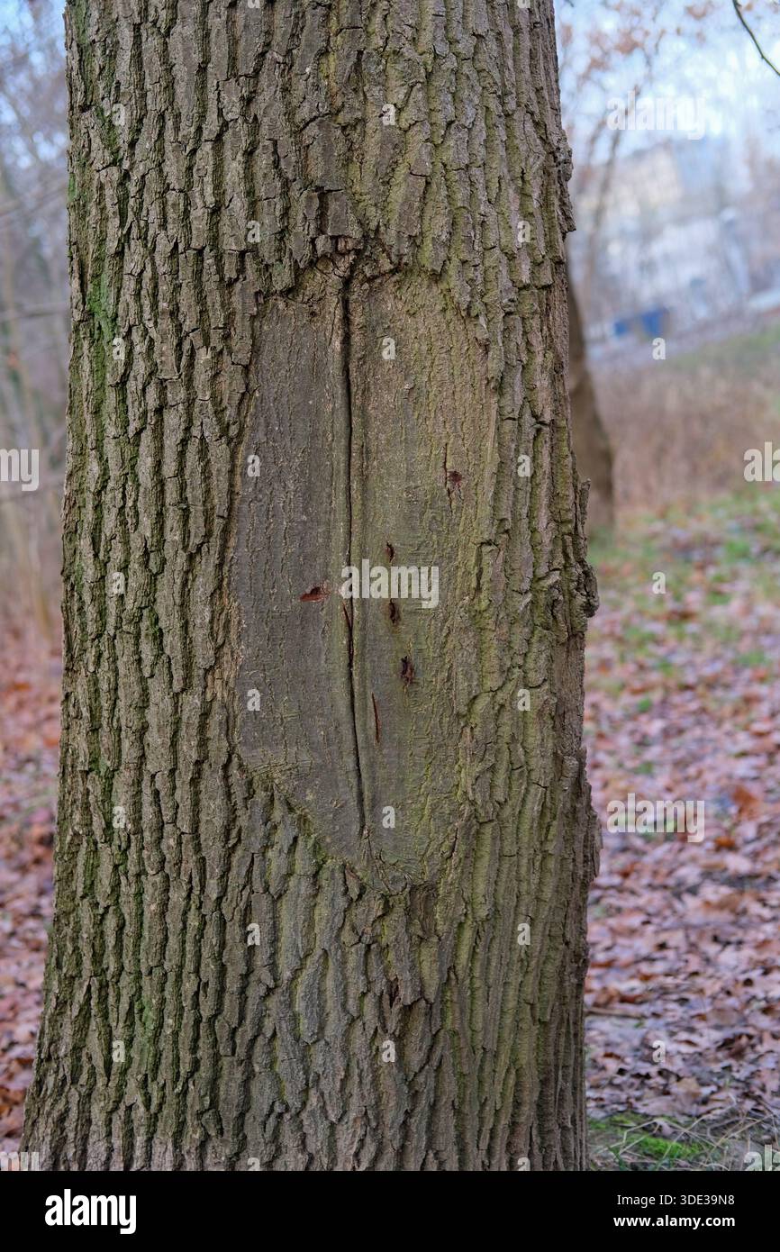 Vue moyenne du tronc d'arbre feuillus avec cicatrice rectangulaire d'écorce, fissure verticale centrale, écorce grise grossière, traces de mousse, éclairage couvert doux. Banque D'Images